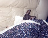 Enlarge photo 19