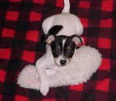 Dolly & Jasmine (& Ladybug, youngest)