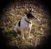 Rat Terrier Pics