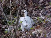 Rat Terriers-just funning