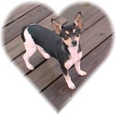 Updated Puppy Pics-New Homes