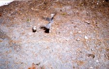 Enlarge photo 61