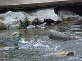 Enlarge photo 82