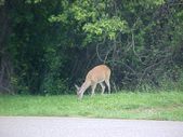Enlarge photo 49