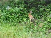 Enlarge photo 61