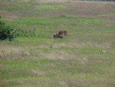 Enlarge photo 62