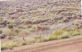 Enlarge photo 64