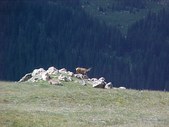 Enlarge photo 72