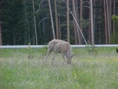 Enlarge photo 60
