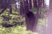 Enlarge photo 59