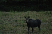 Enlarge photo 83