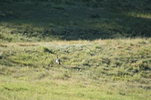 Enlarge photo 227