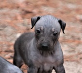 AHT PUPPIES BORN NOVEMBER 23, 2017