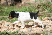Enlarge photo 4