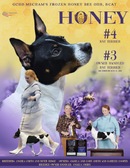 Beesley Joni The Frozen Litter