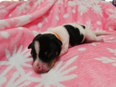Beesley Joni The Frozen Litter