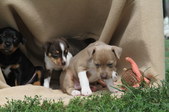 Enlarge photo 16