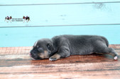Enlarge photo 7