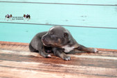 Enlarge photo 20