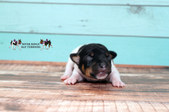 Enlarge photo 8