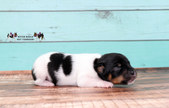 Enlarge photo 10