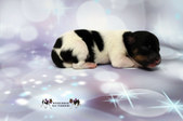 Enlarge photo 16