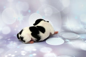 Enlarge photo 13