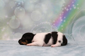 Enlarge photo 5