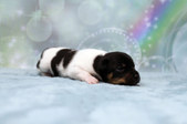 Enlarge photo 7