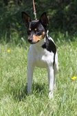 <b>Daisy</b>