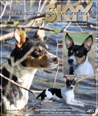 Celtic Heritage Puppies 