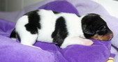 Enlarge photo 19