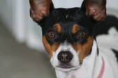 <b>Dixie Smalls</b>