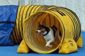 <b>Bailey</b>
