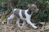 <b>Frankie</b>