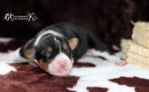 Enlarge photo 24