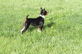 Enlarge photo 4