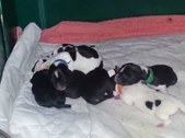 Enlarge photo 16