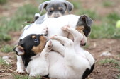 Mollie & puppies along the way