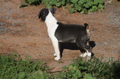 <b>Darby</b>