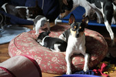 Enlarge photo 9