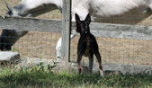 Enlarge photo 7