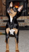 Gus/Mia Lil Monster's Litter