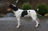 Murphy/Honey Cross