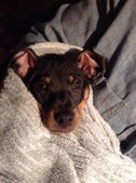 Dobie