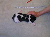 Enlarge photo 7