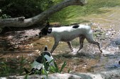 Trevor /Taylor Litter