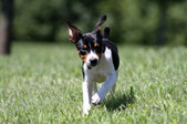 Archie