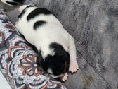 Enlarge photo 4