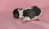 Enlarge photo 11